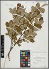 Foto von Salix appendiculata Vill. x Salix caprea L.